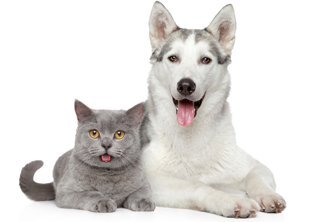 cats-K9