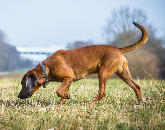 k9-dog