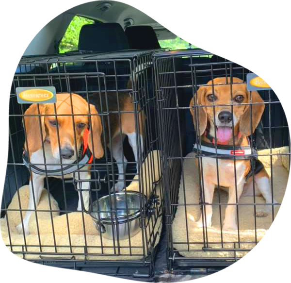 retrievers